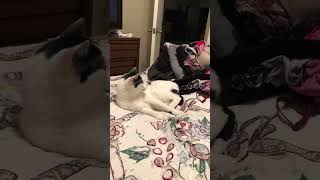 Cat Gets Angry With His Tail - 1500800