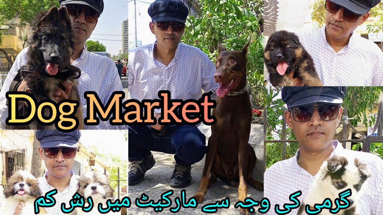Dog Puppy Market Saddar Karachi Kutta Market Karachi 140523 