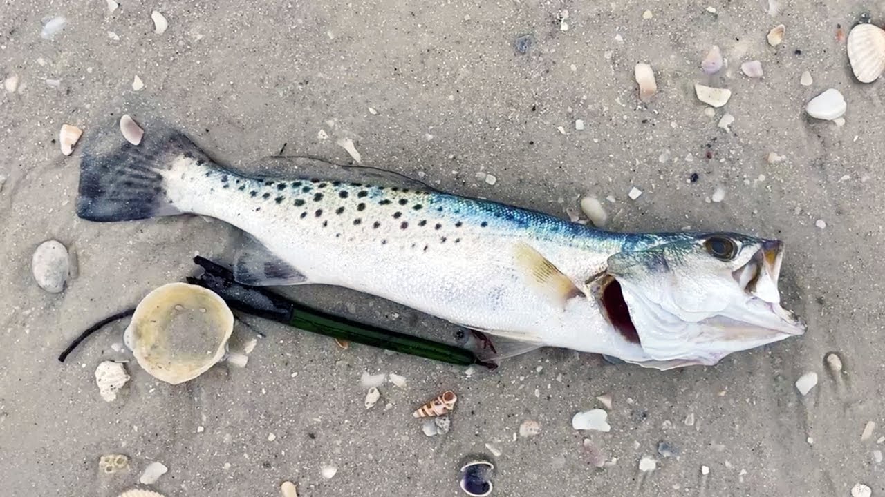 red-tide-at-the-beach-in-north-naples-fl-12-15-20-youtube