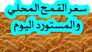 سعر القمح اليوم ومتابعة أعمال التوريد في محافظات مصر