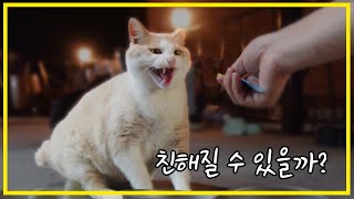 Is it possible to become friends with Korean wild cats?