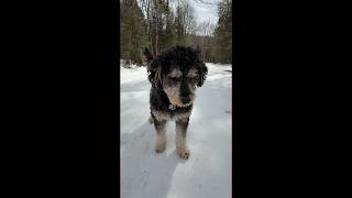 Winter Walk in the Woods with Wicket | Discovering Nature in Northern Maine