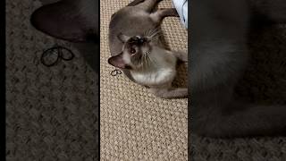 Just being adorable.☺️ #catsofyoutube #catshorts #siamese #siamesecat #petsofyoutube #cat#cuteanimal