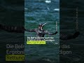 Gestrandeter Wal an der Ostseeküste ist frei