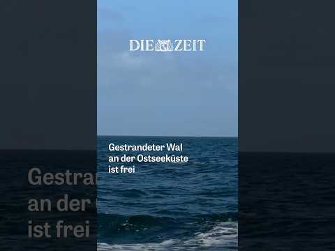 Gestrandeter Wal an der Ostseeküste ist frei