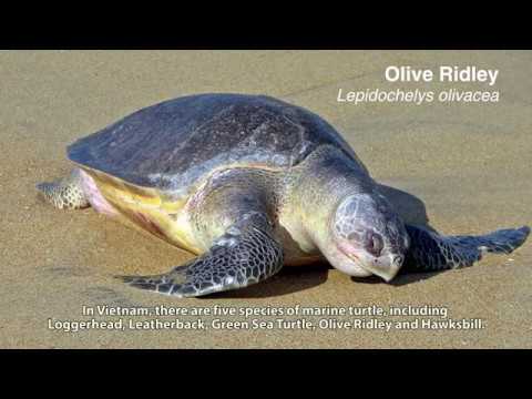 ENV Show – Con Dao sea turtles in Vietnam