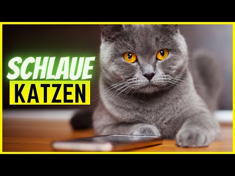 Video: Die Intelligentesten Rassen Von Hauskatzen (Liste), Merkmale Und Kriterien Zur Beurteilung Der Intellektuellen Fähigkeiten Eines Tieres, Foto