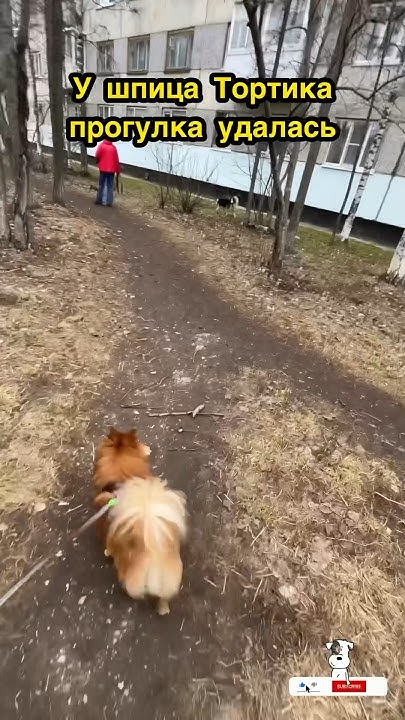 Шпиц Тортик доволен собой🐶 Spitz Cake is pleased with himself#животные# ...
