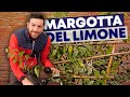 CREO piante di ðŸ‹LIMONEðŸ‹ con pochi euro