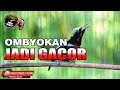 TERAPI PANCINGAN KONIN OMBYOKAN KOLIBRI NINJA BAHAN PASTI NYAUT CEPAT GACOR DENGAN VIDEO INI JOS !!