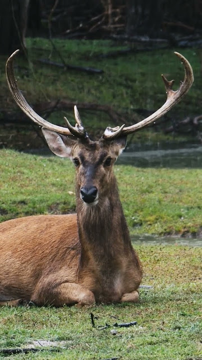 Eld's Deer in the rain | Asia Wildlife | Wildlife Asia | Short Film #wildlife #animal #deer