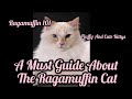 RAGAMUFFIN 101 | All About The Ragamuffin Cat の動画、YouTube動画。