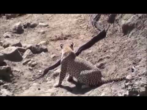 tiger attack on pithon-leopard attack on pithon