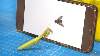 MANTIS’S REACTION TO A FLY ON THE SCREEN