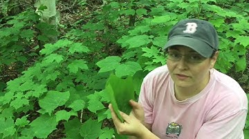 Downeast Discoveries- Maple Tree I.D.