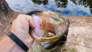 HUGE SWIMBAIT vs REAL LIVE BAIT!! Bass Fishing Challenge!! - GIANT BASS