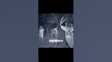 Thumbnail of Real Wendigo Sounds Caught On Camera😱 #wendigo #sound #caughtoncamera #camera #real #shorts