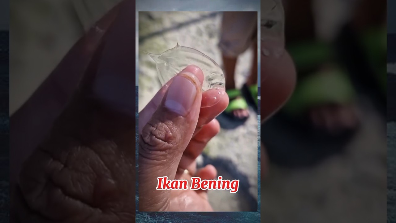 Menemukan ikan bening di pinggir pantai 