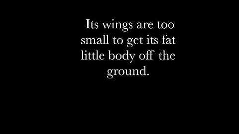 The Bee Movie Script one sentence a day | Part #2