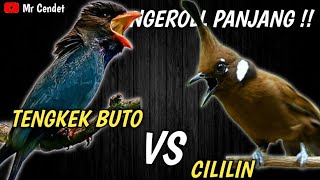 MASTERAN TENGKEK BUTO SAMBUNG CILILIN || NGEROLL PANJANGGGG..!!!