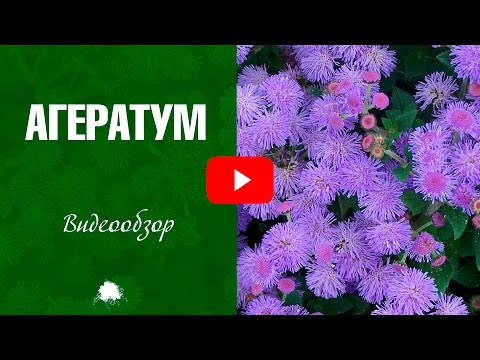 Агератум ✅ Выращивание и уход за растением