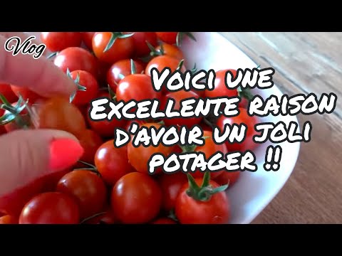 [. VLOG .] VOICI UNE EXCELLENTE RAISON D&rsquo;AVOIR UN JOLI POTAGER !! ❤️