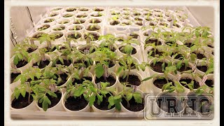 Garden 2021 Part2 Seedling And Mars Hydro Grow Tent Update