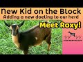 Introducing New Goat to Herd: Getting New Goats