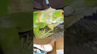 Gently Removing Dead Skin From A Lizardclean Healthy Again