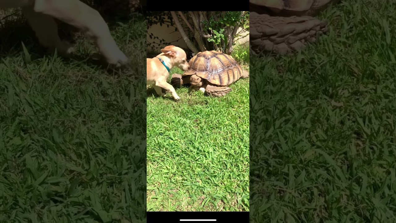 PUPPY LOVES TORTOISE 🐶🐢❤️ 