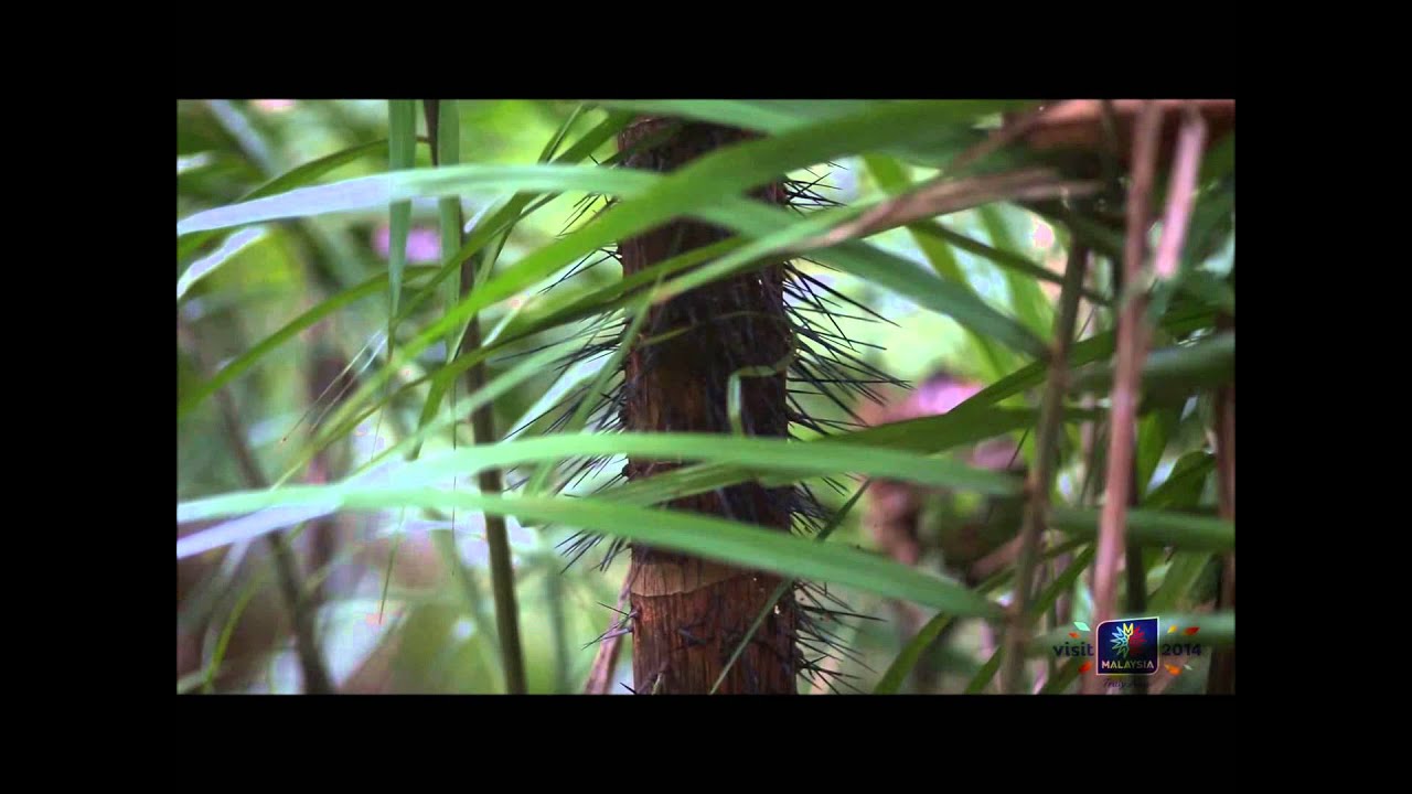 Recent Blog Posts Taman Negara Blog - 