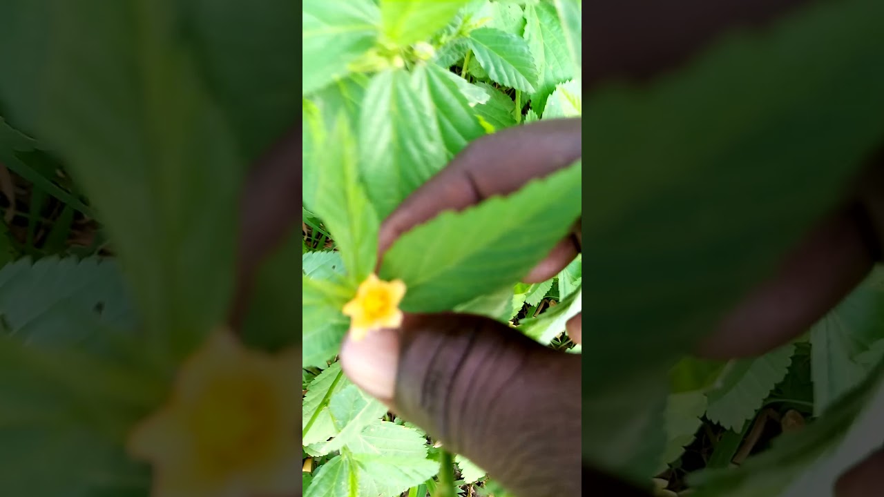 The Flower of SiDA ACUTA,USES,