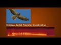 Fowl Play - Chicken Intelligence