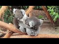 Koala hugging his wife