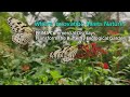 Where Innovation Meets Nature: PRIMA Commercial Displays Transform the Butterfly Ecological Garden