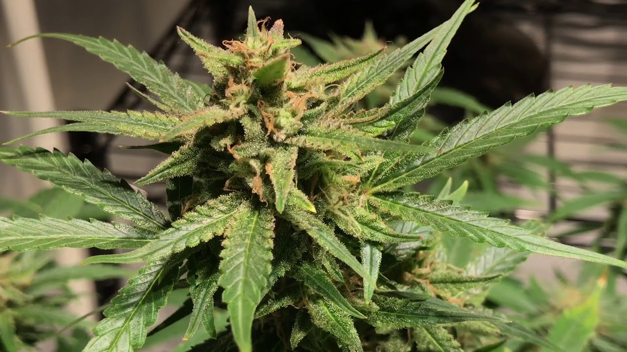 LED Grown - #5 (French Cookies, Glueberry OG, GSC, Blue Dream Matic')