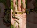 “ये insect आपको अंदर से खा सकता है 💀”#shorts #creepy #facts #scary #parasite#animalfacts