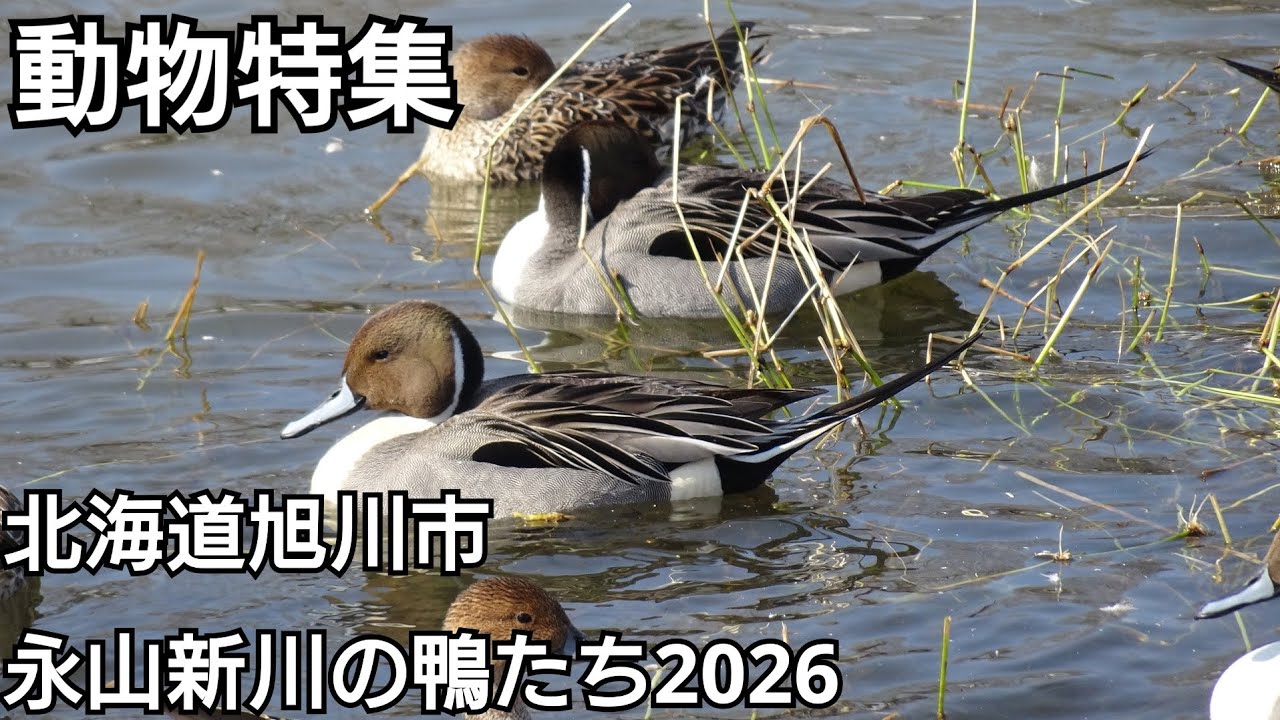 動物特集 旭川永山新川の鴨たち2026 - YouTube