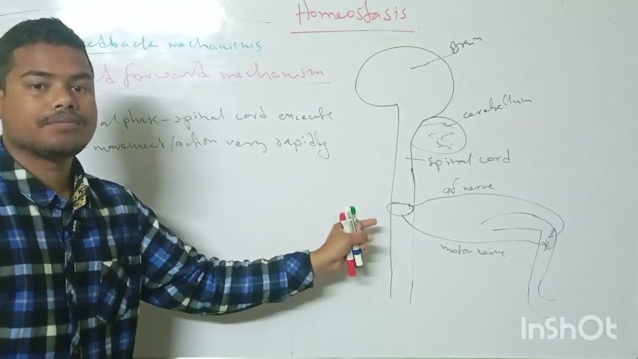 Homeostasis physiology/ Feed forward mechanism/ Control system of the body