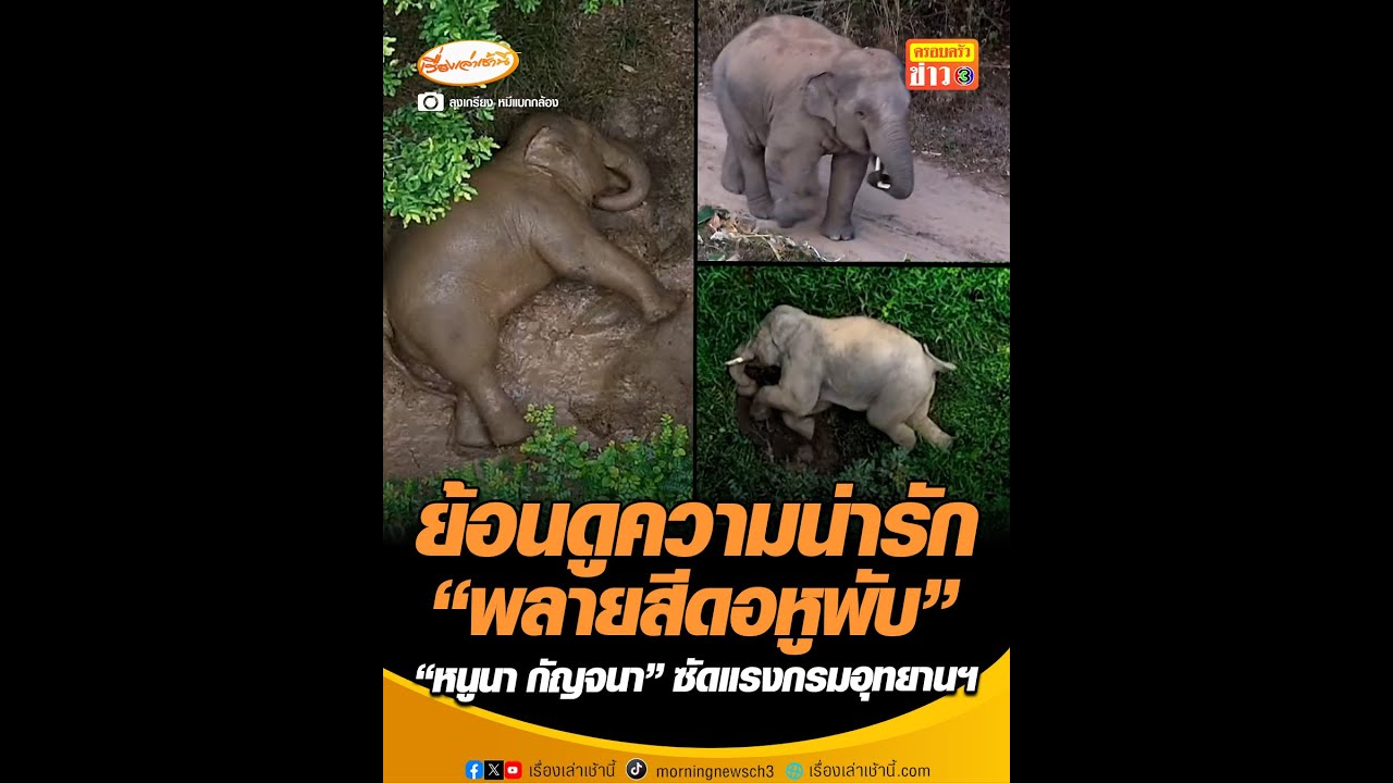 ย้อนดูความน่ารัก “พลายสีดอหูพับ” “หนูนา กัญจนา” ซัดแรงกรมอุทยานฯ