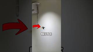 The Biggest & Strongest Beetle In The World