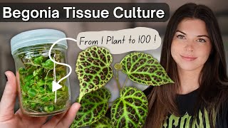 How to Tissue Culture a Begonia (Step-by-Step Guide)