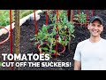 For Healthy Tomatoes, Cut off the Suckers!