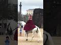 Most Beautiful Horse At The Horse Guards