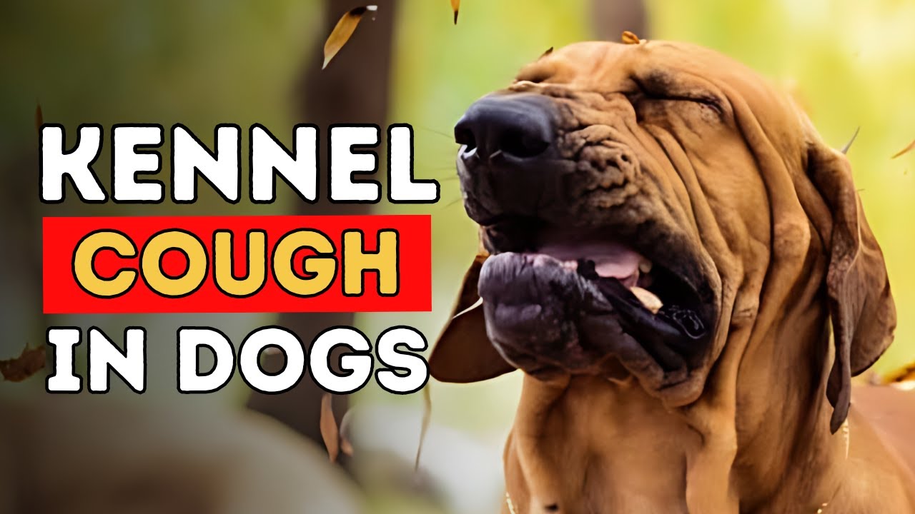 5 New Remedies For Kennel Cough In Dogs YouTube