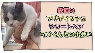 【ブリティッシュショートヘアの子猫①】飼い主と愛猫のマメくんとの運命的な出会いに先住猫ポコくん怒り狂う【ペッツファースト】【スコティッシュフォールド】