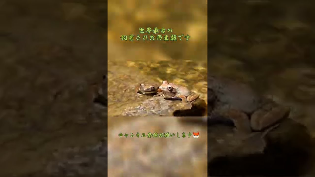 ガチャガチャ】カエルの鳴き声【まるで田んぼにいるようだ】開封