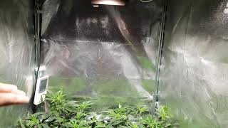 Green Gelato, Sweet Zkittlez & Royal Gorilla Flower Update #2