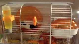 Kandang hewan . Kandang hamster . Habitrail Cristal 62820