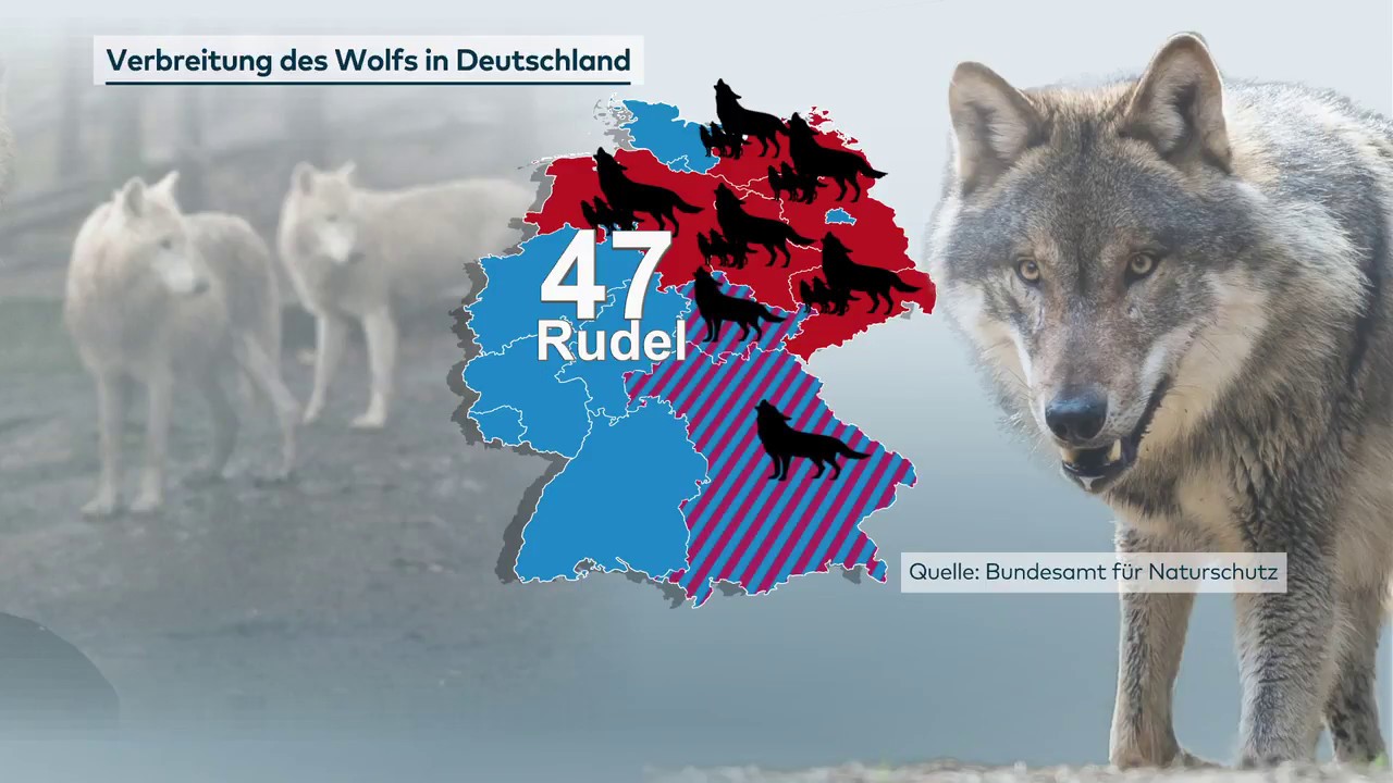 10 Marchen Zum Thema Wolf Im Faktencheck Was Stimmt Wirklich